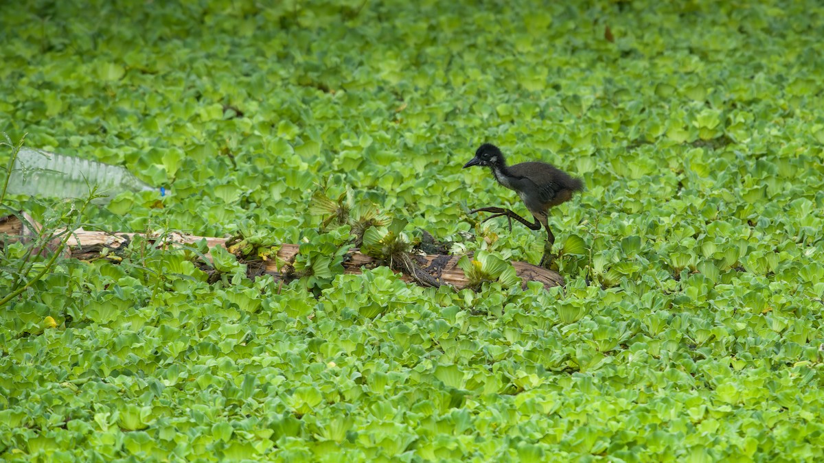 White-breasted Waterhen - ML619342692