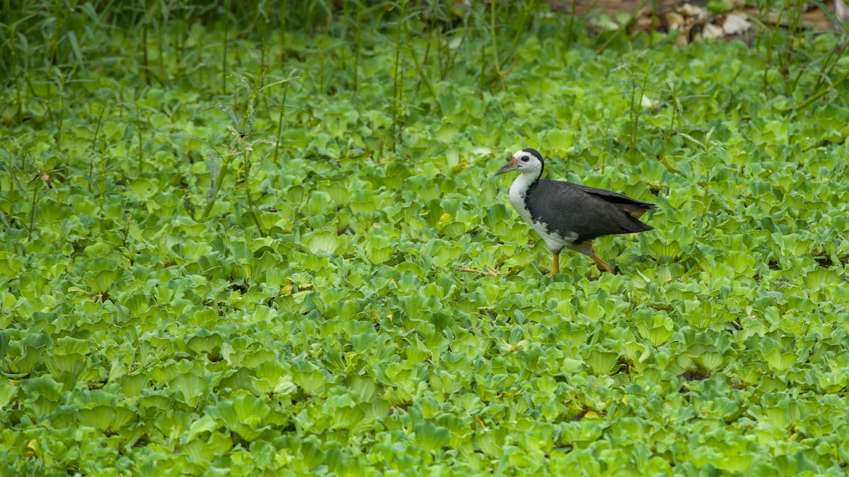 White-breasted Waterhen - ML619342693