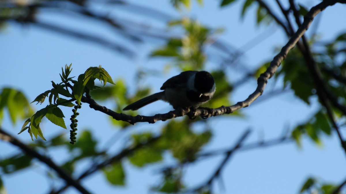 Black-capped Chickadee - ML619342696