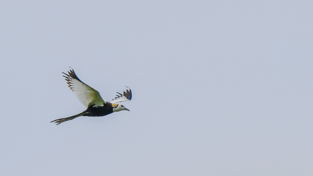 Pheasant-tailed Jacana - Rahul Baidya