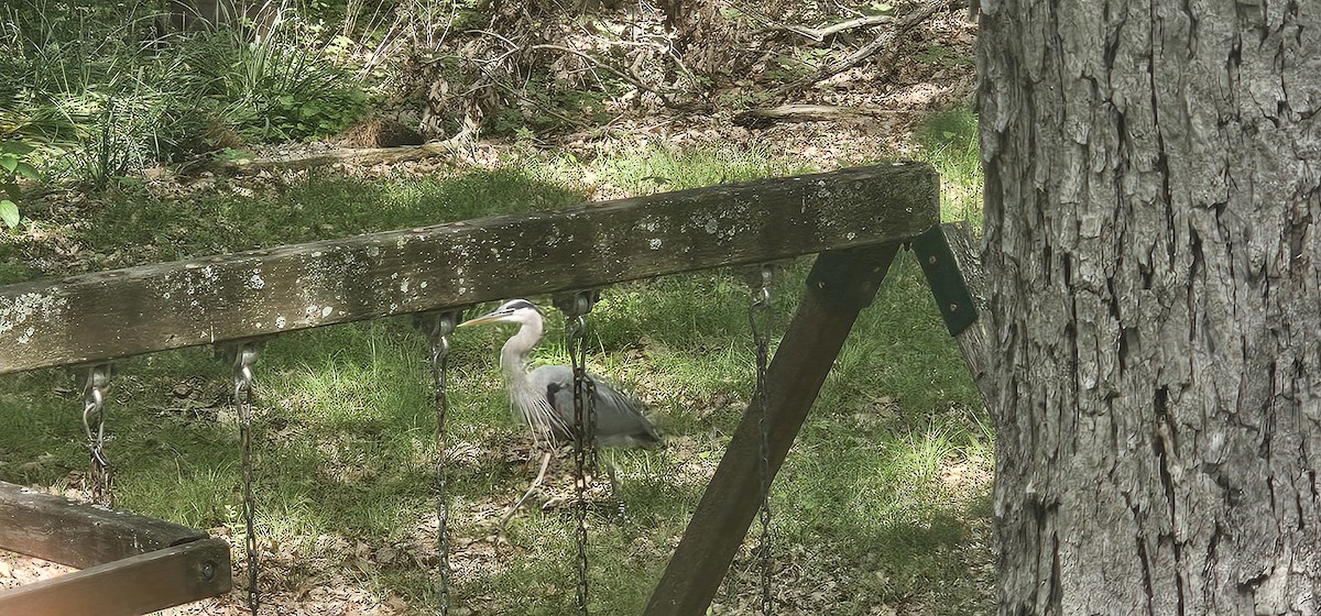 Great Blue Heron - ML619342703