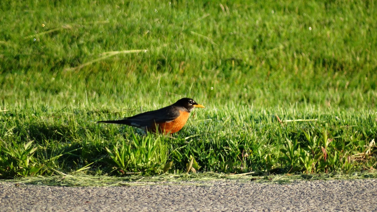 American Robin - ML619342708