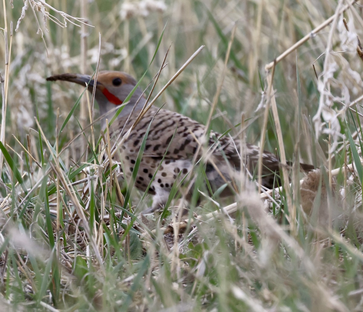 Northern Flicker - Cheryl Rosenfeld