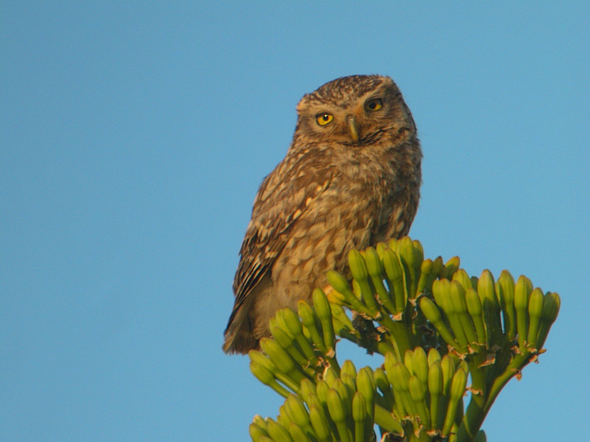 Little Owl - Marcos Lacasa