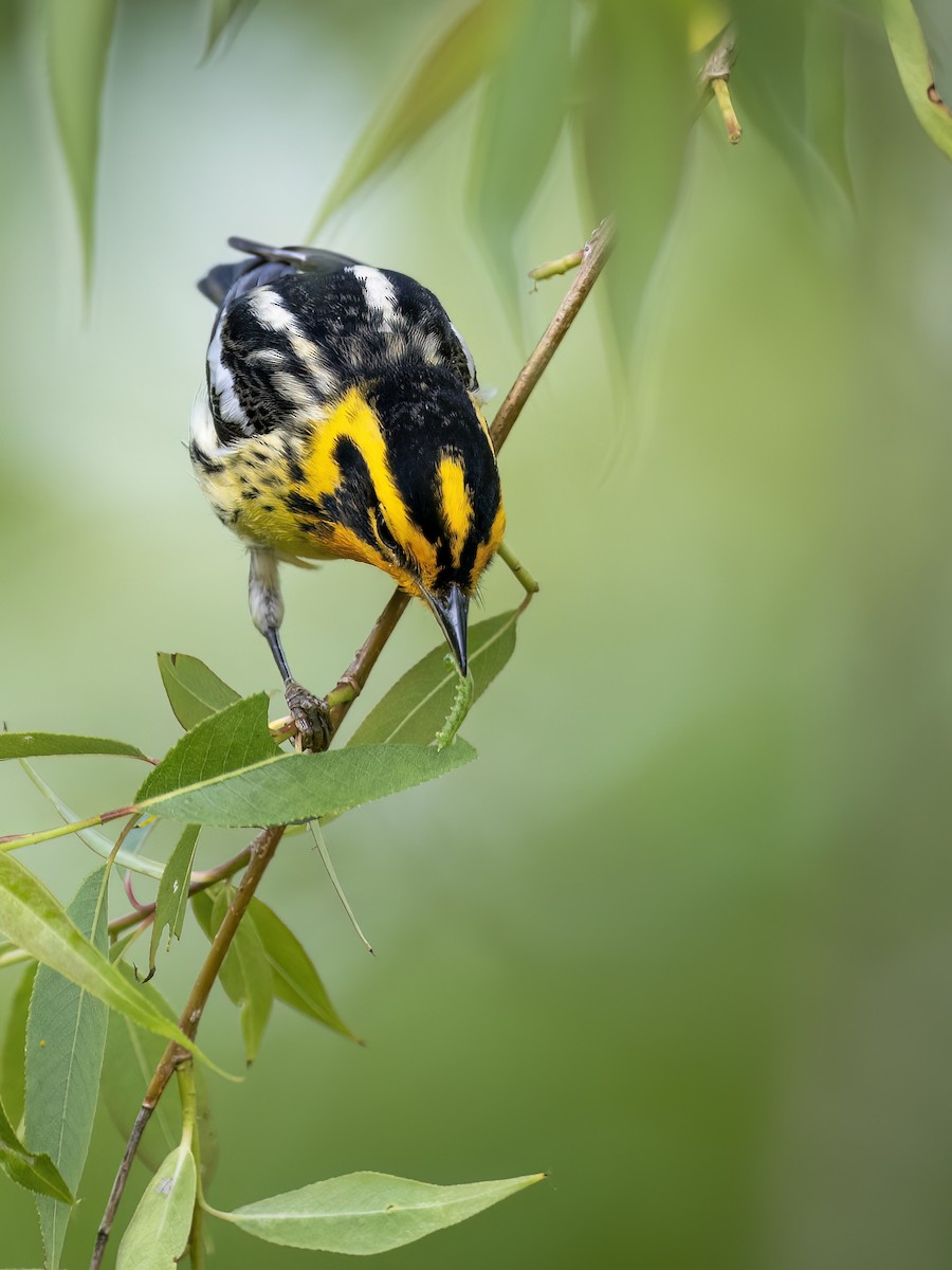 Blackburnian Warbler - Andres Vasquez Noboa