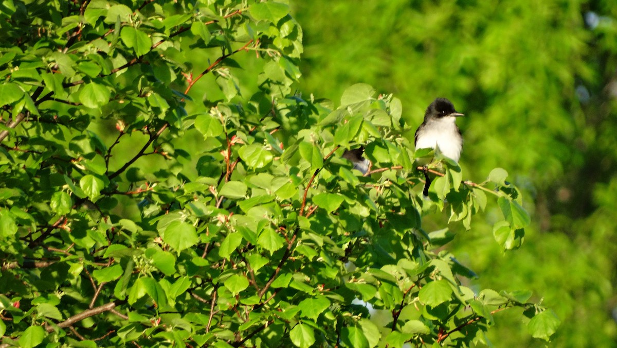 Eastern Kingbird - ML619342737