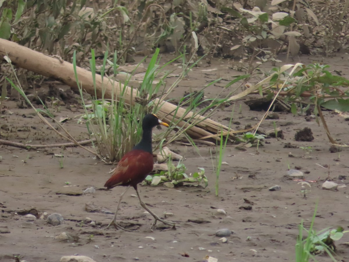 Northern Jacana - Randy Lynch