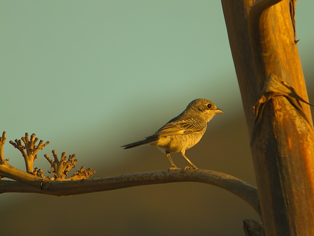 Woodchat Shrike - Marcos Lacasa