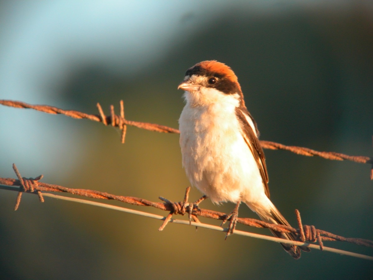 Woodchat Shrike - Marcos Lacasa