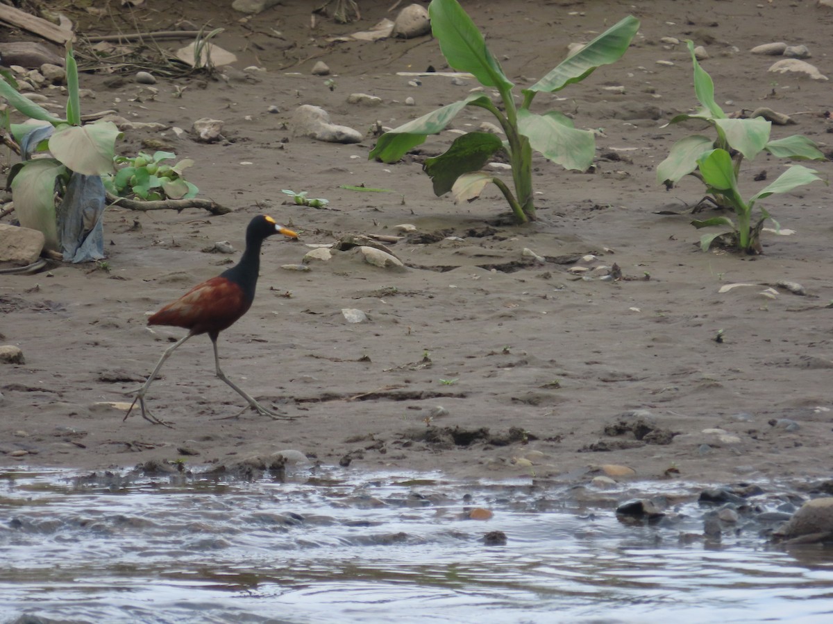 Jacana Centroamericana - ML619342757