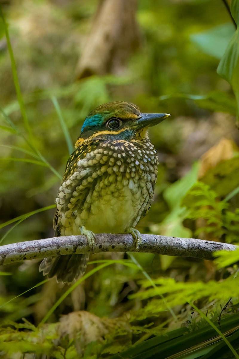 Spotted Kingfisher - Kristian Lozana