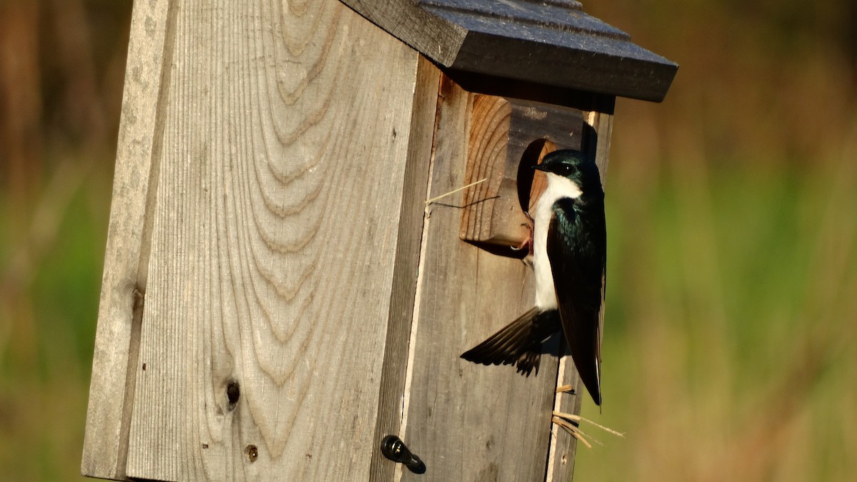 Tree Swallow - ML619342785