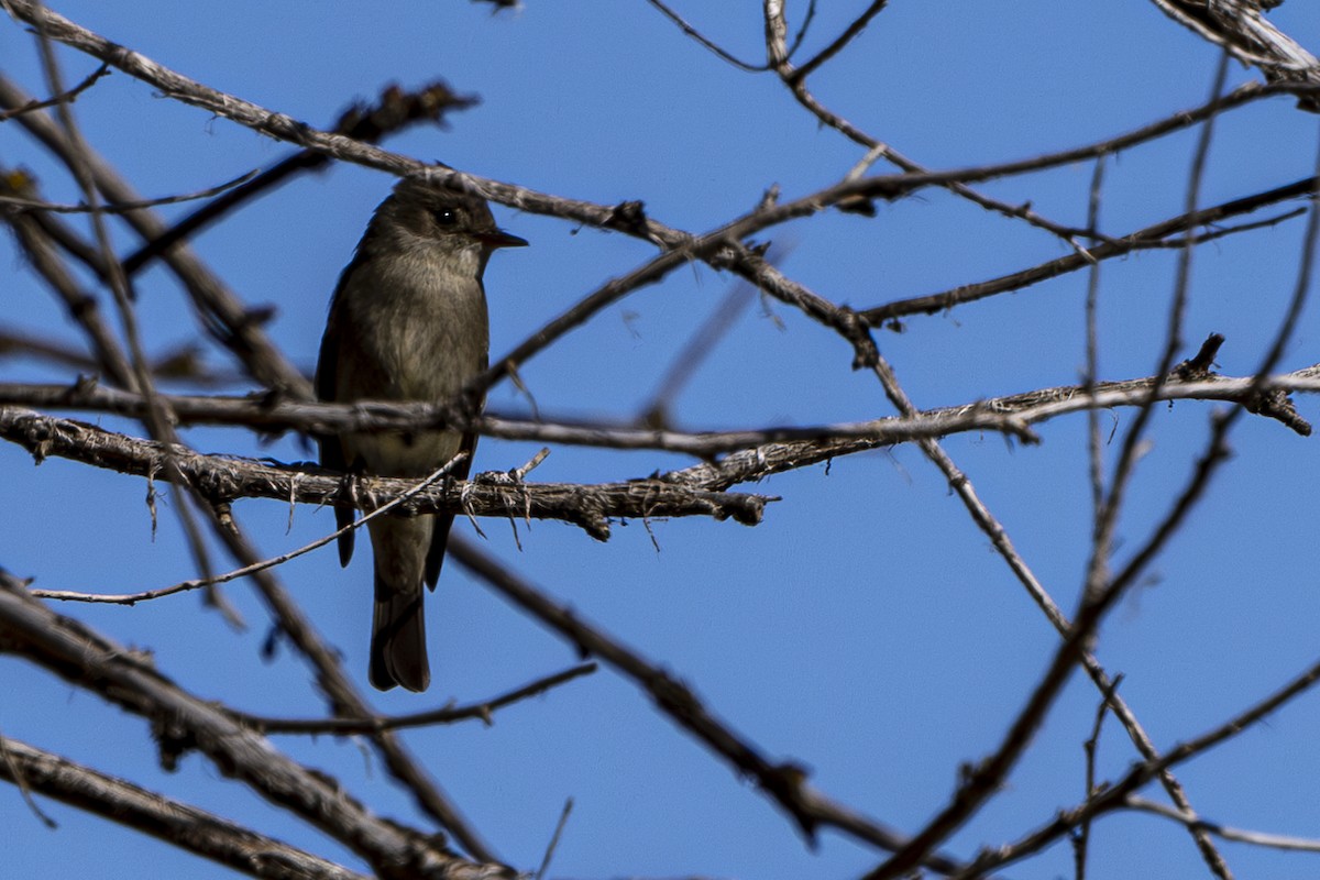 Western Wood-Pewee - Jef Blake