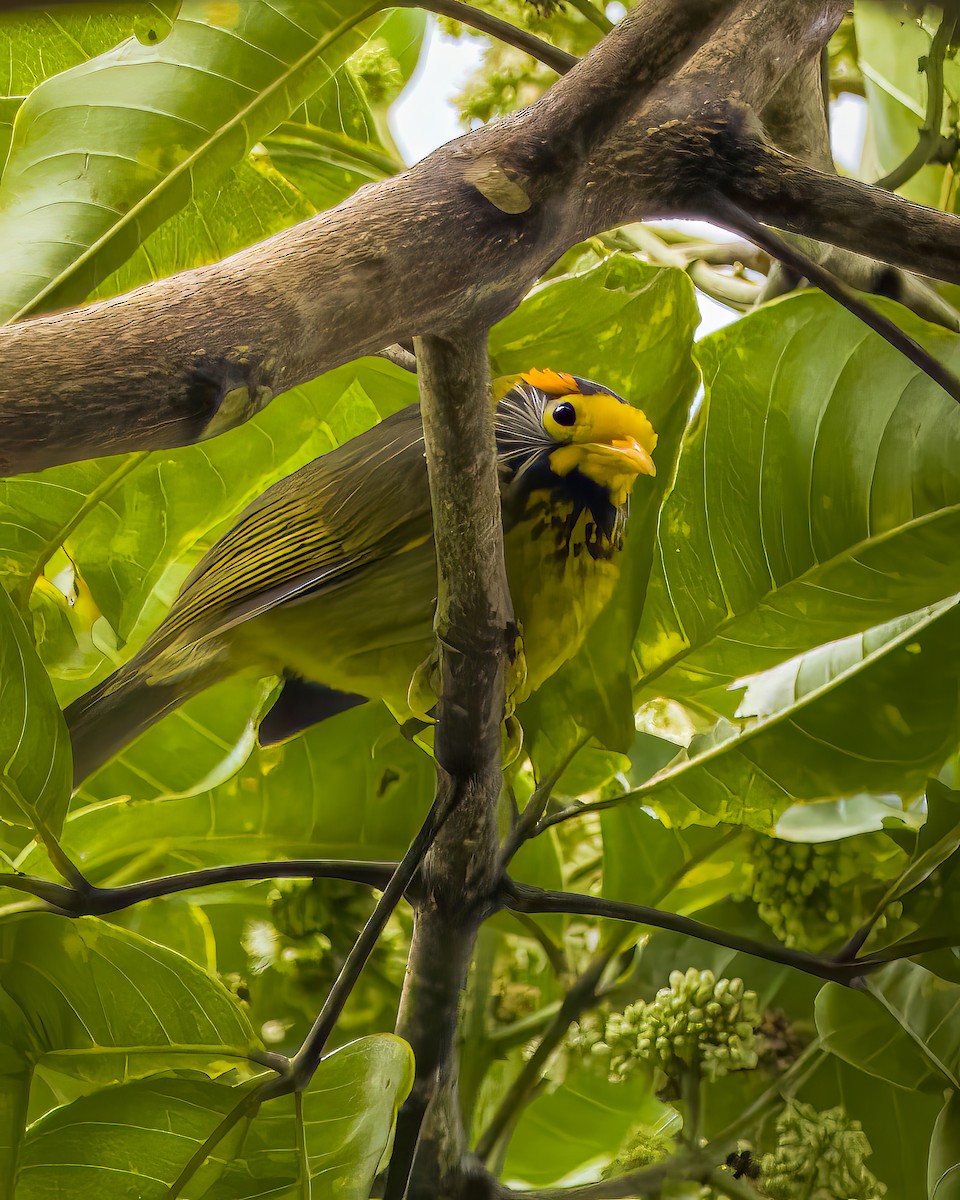 Flame-templed Babbler - ML619342810