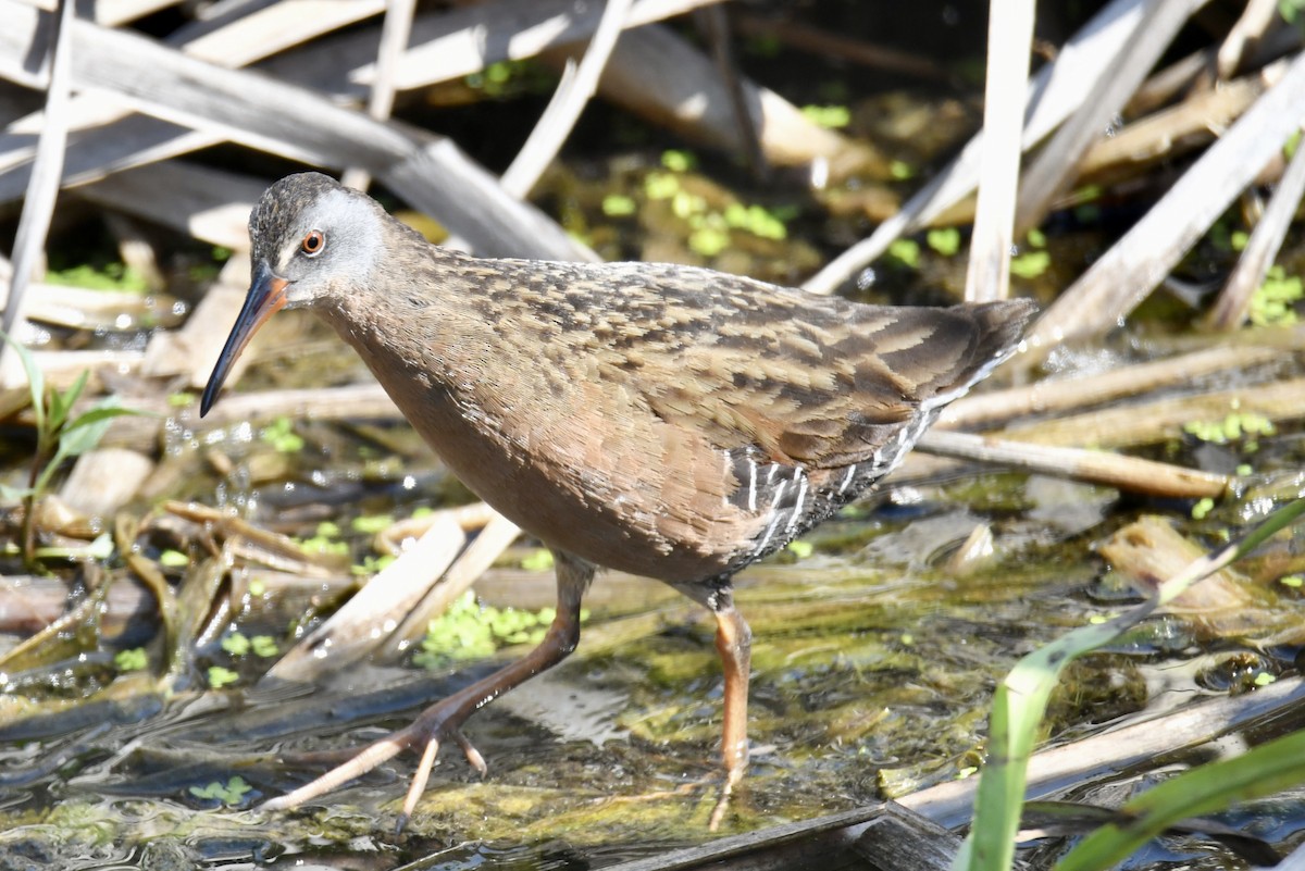 Virginia Rail - ML619342811