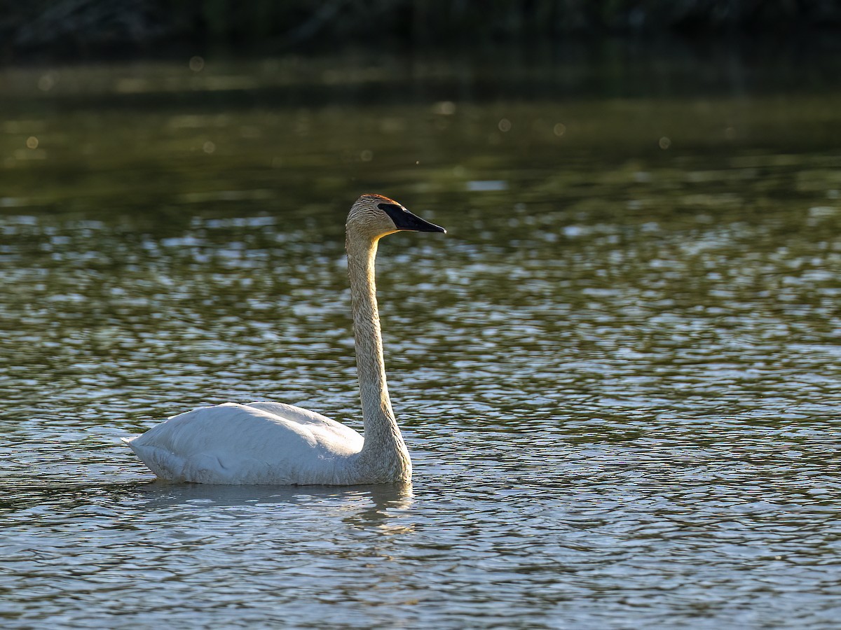 Trumpeter Swan - Andres Vasquez Noboa