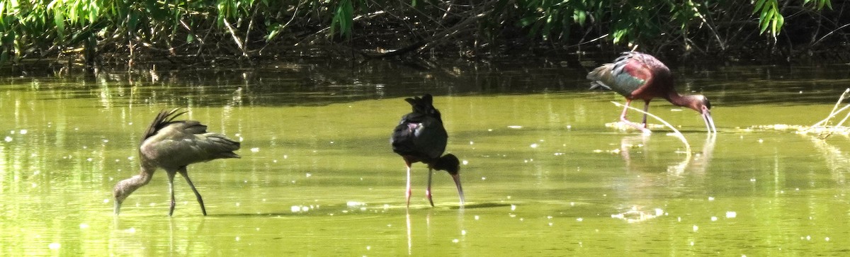 White-faced Ibis - Dee S