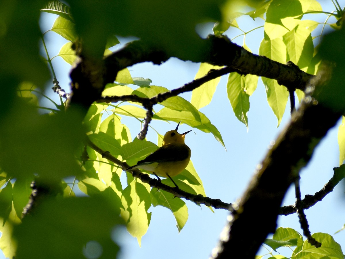 Prothonotary Warbler - ML619342854