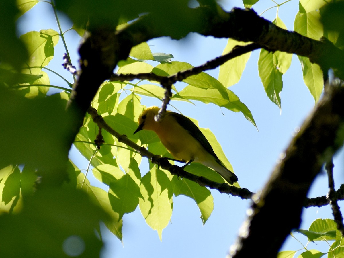 Prothonotary Warbler - ML619342855