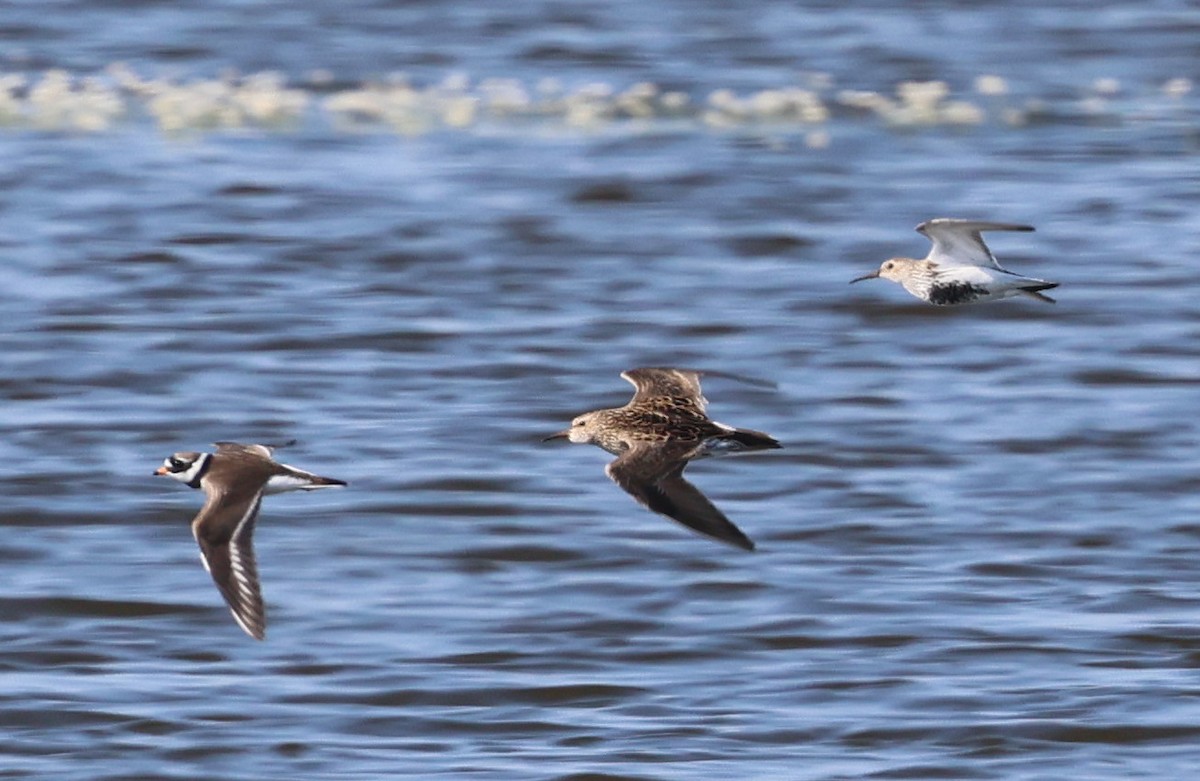 Pectoral Sandpiper - G S