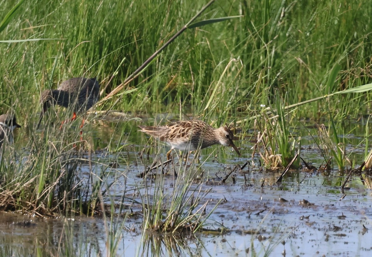 Graubrust-Strandläufer - ML619342858