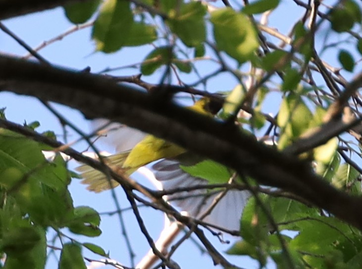 Orchard Oriole - ML619342866