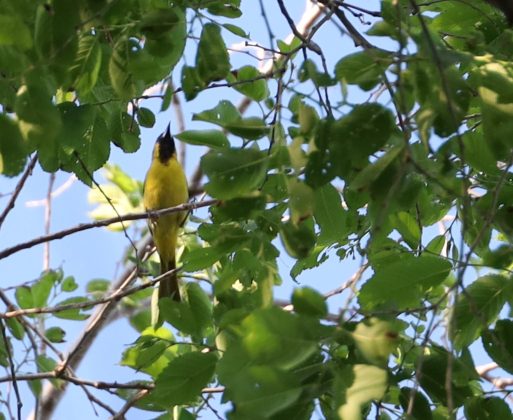 Orchard Oriole - ML619342867