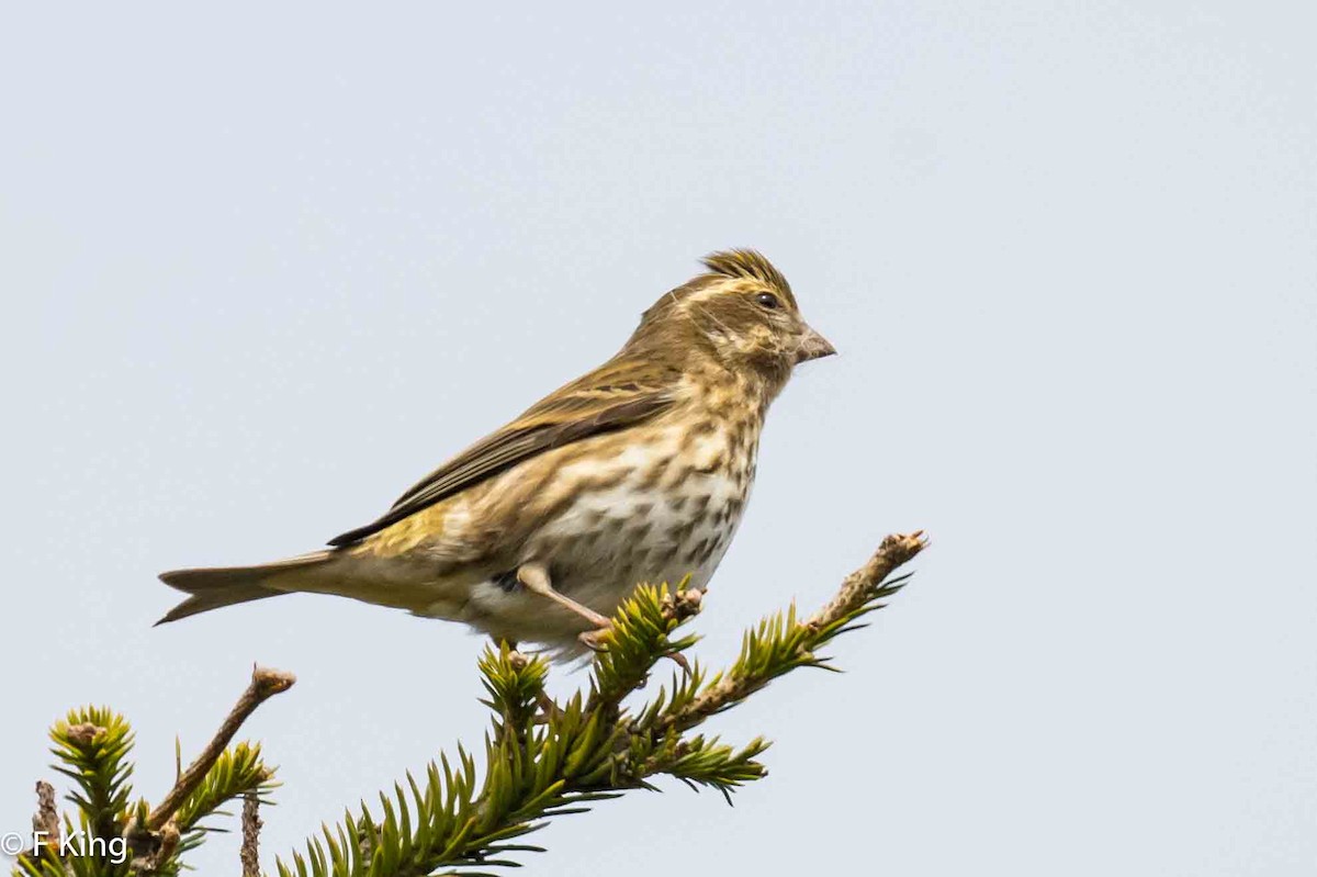 Purple Finch - Frank King