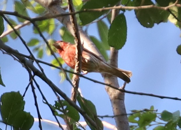 House Finch - ML619342886