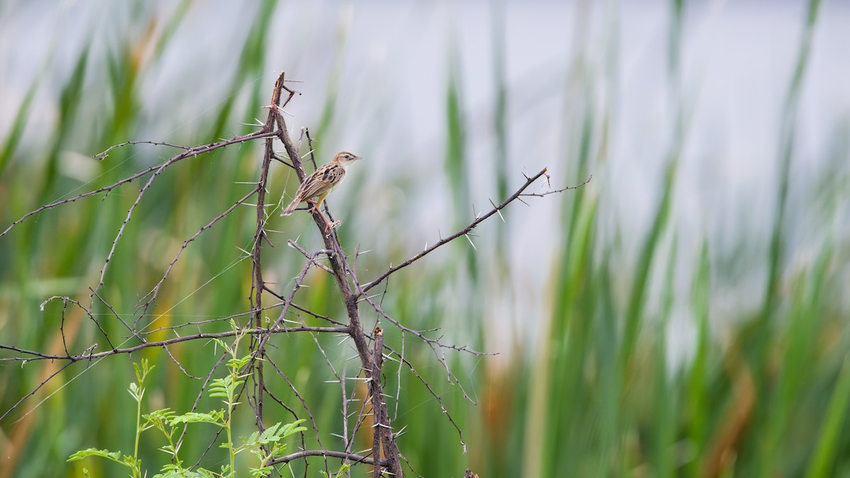 Zitting Cisticola - Rahul Baidya