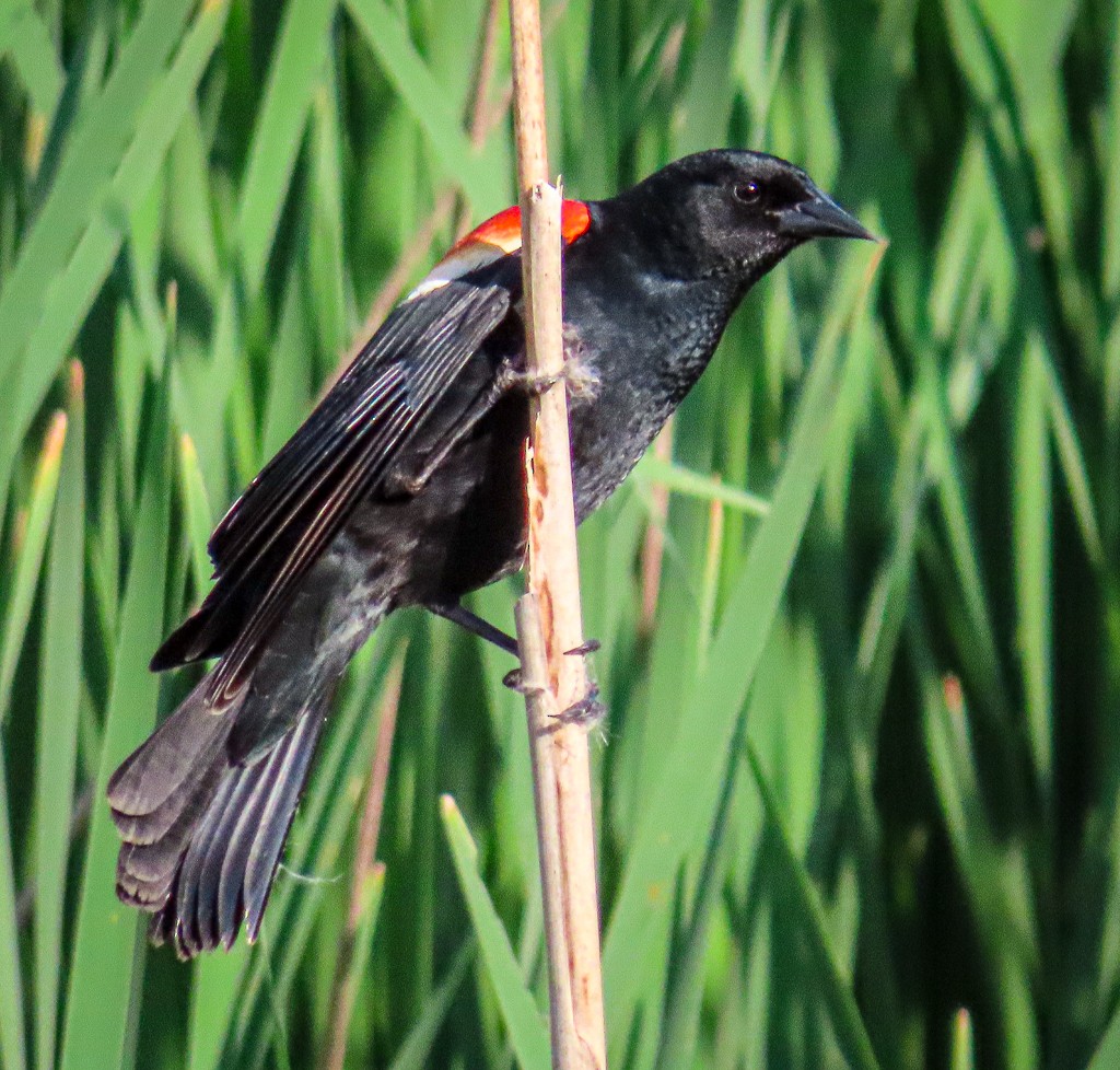 Red-winged Blackbird - Randall Williams