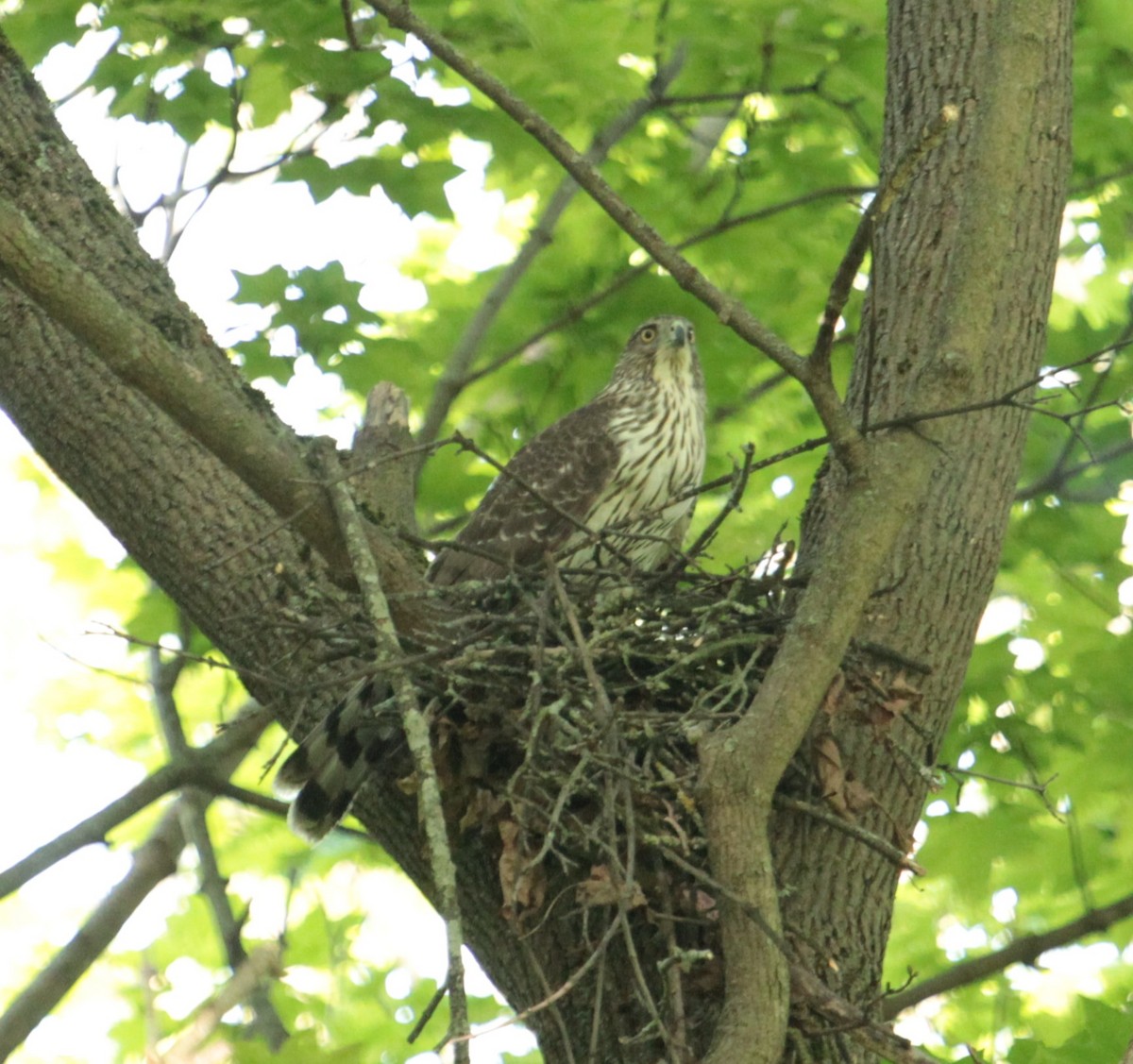 Cooper's Hawk - ML619342917