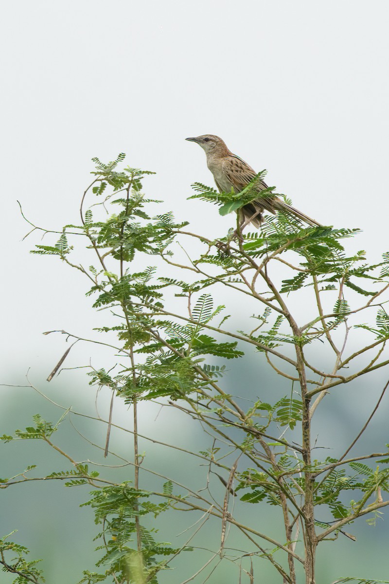 Striated Grassbird - Rahul Baidya
