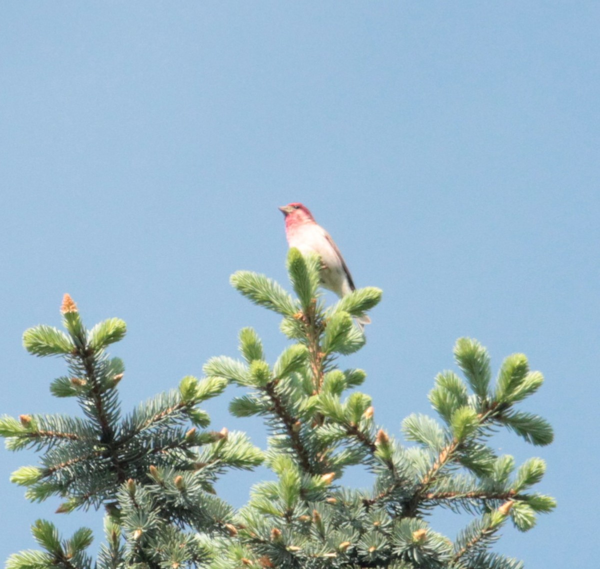 Purple Finch - Paul Harris