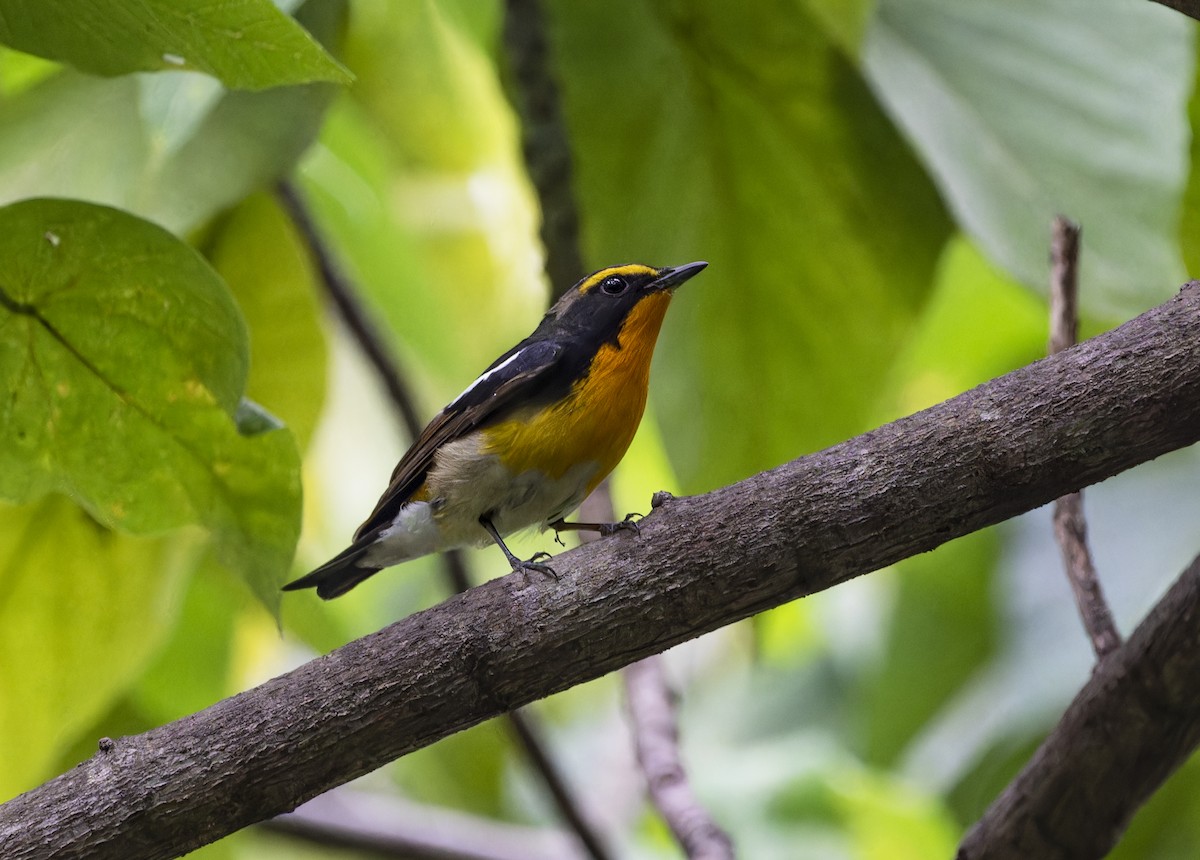 Narcissus Flycatcher - Matthieu Chotard