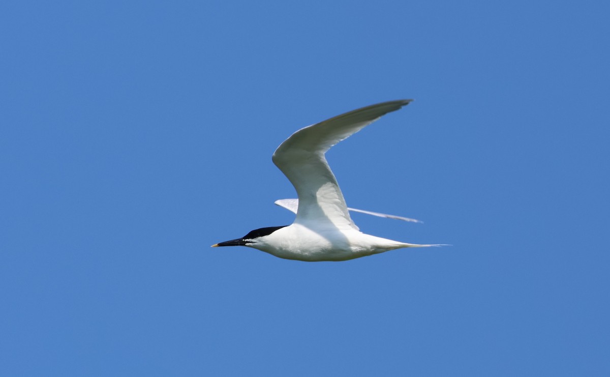 Sandwich Tern (Eurasian) - ML619342944