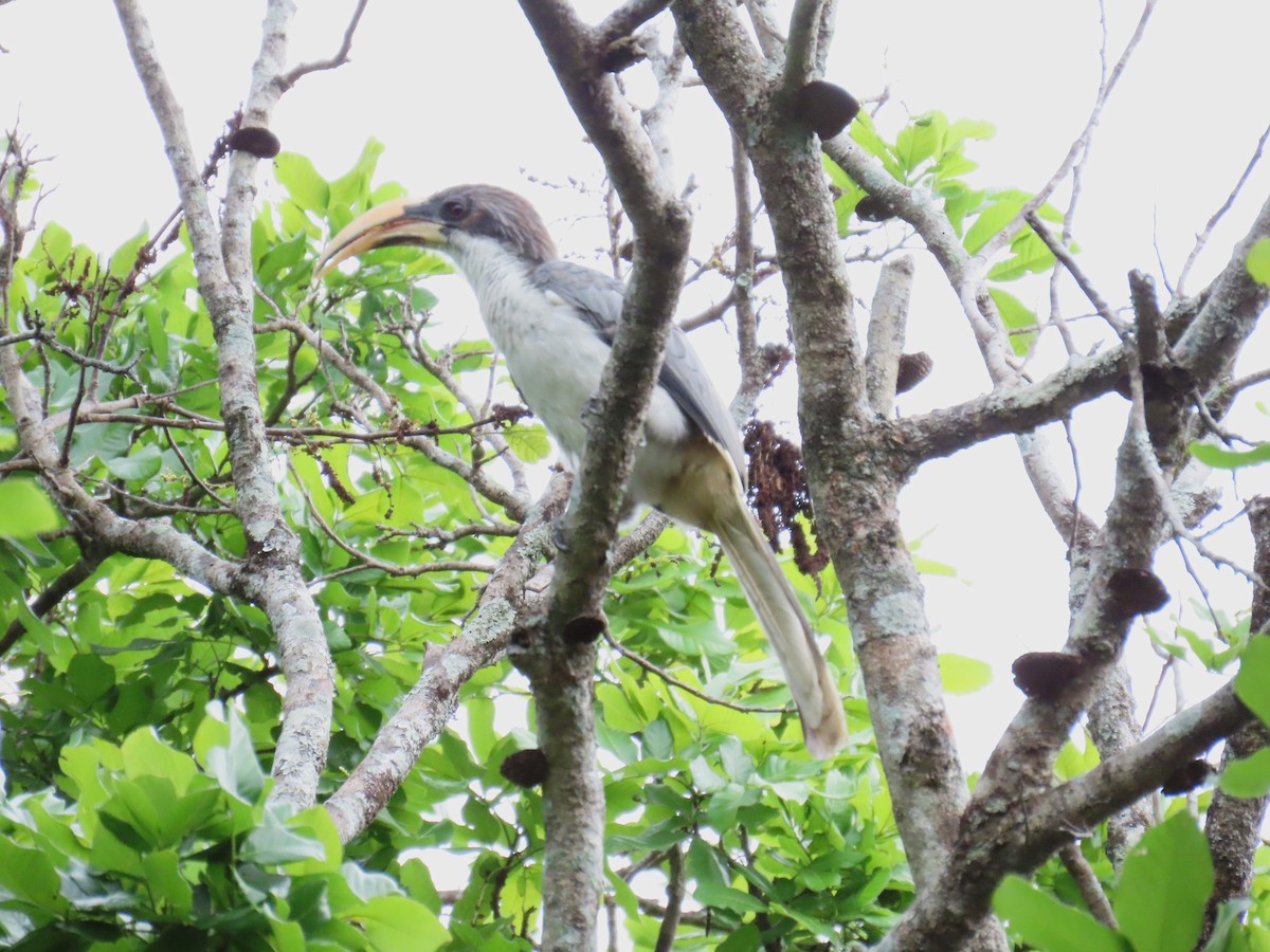Sri Lanka Gray Hornbill - Bosco Chan