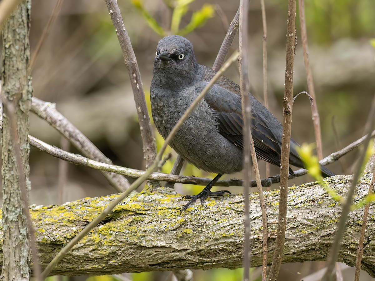 Rusty Blackbird - Andres Vasquez Noboa