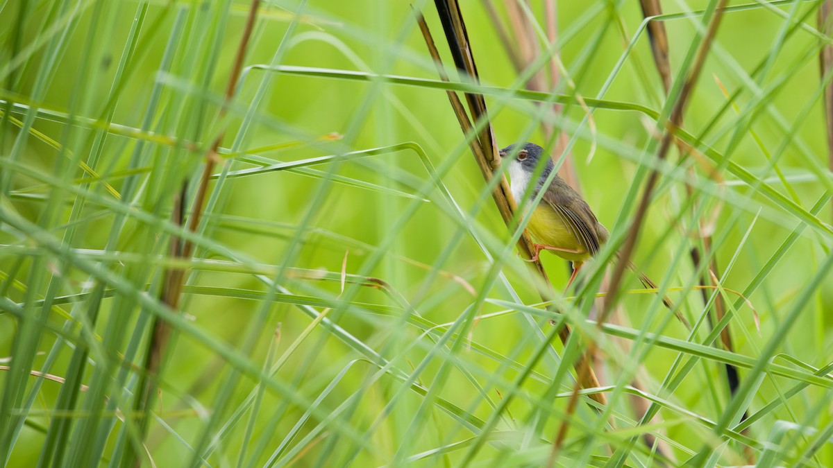 Yellow-bellied Prinia - ML619342967