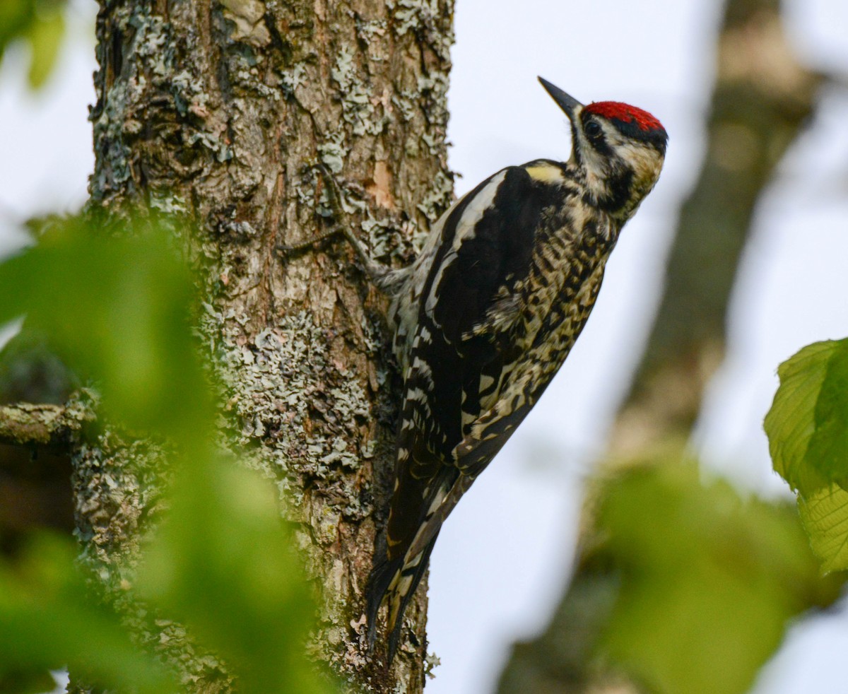 Yellow-bellied Sapsucker - Daniel Thibault