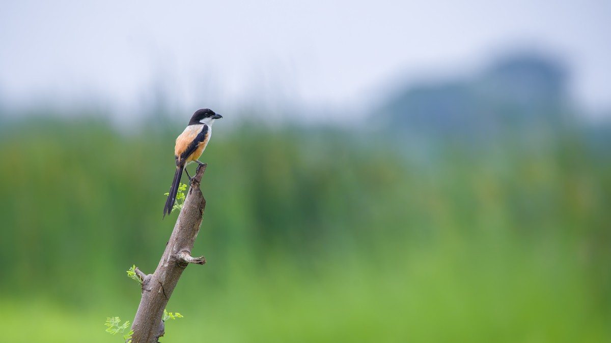 Long-tailed Shrike - ML619342971