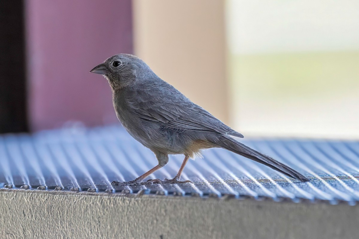 Canyon Towhee - LAURA FRAZIER