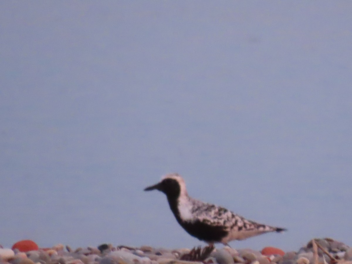 Black-bellied Plover - dave chase
