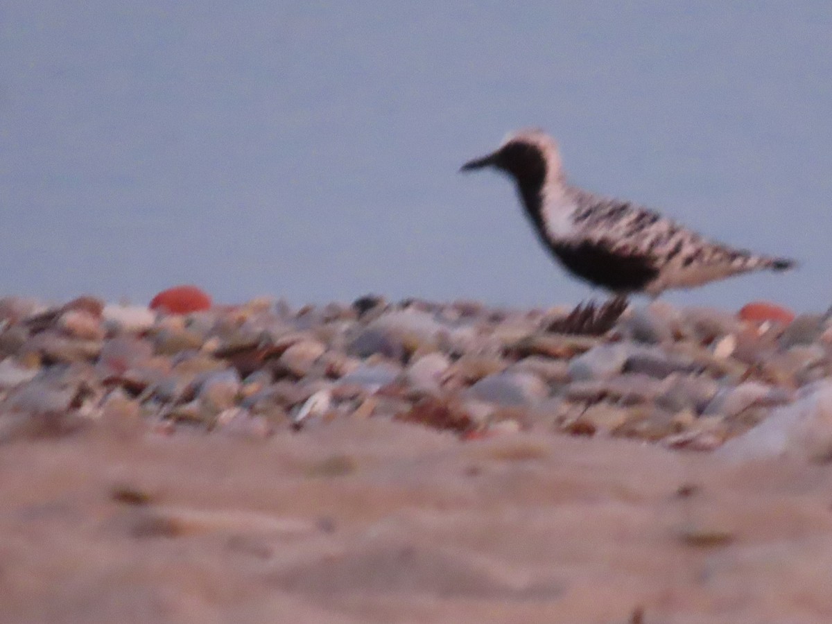 Black-bellied Plover - dave chase