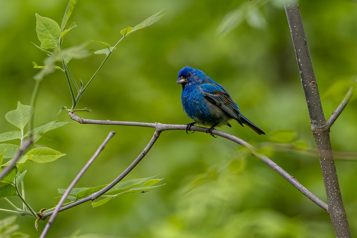 Indigo Bunting - Rick Cleland