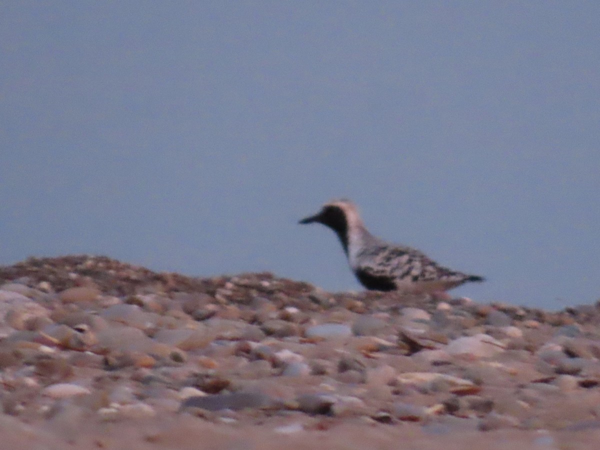 Black-bellied Plover - ML619342988