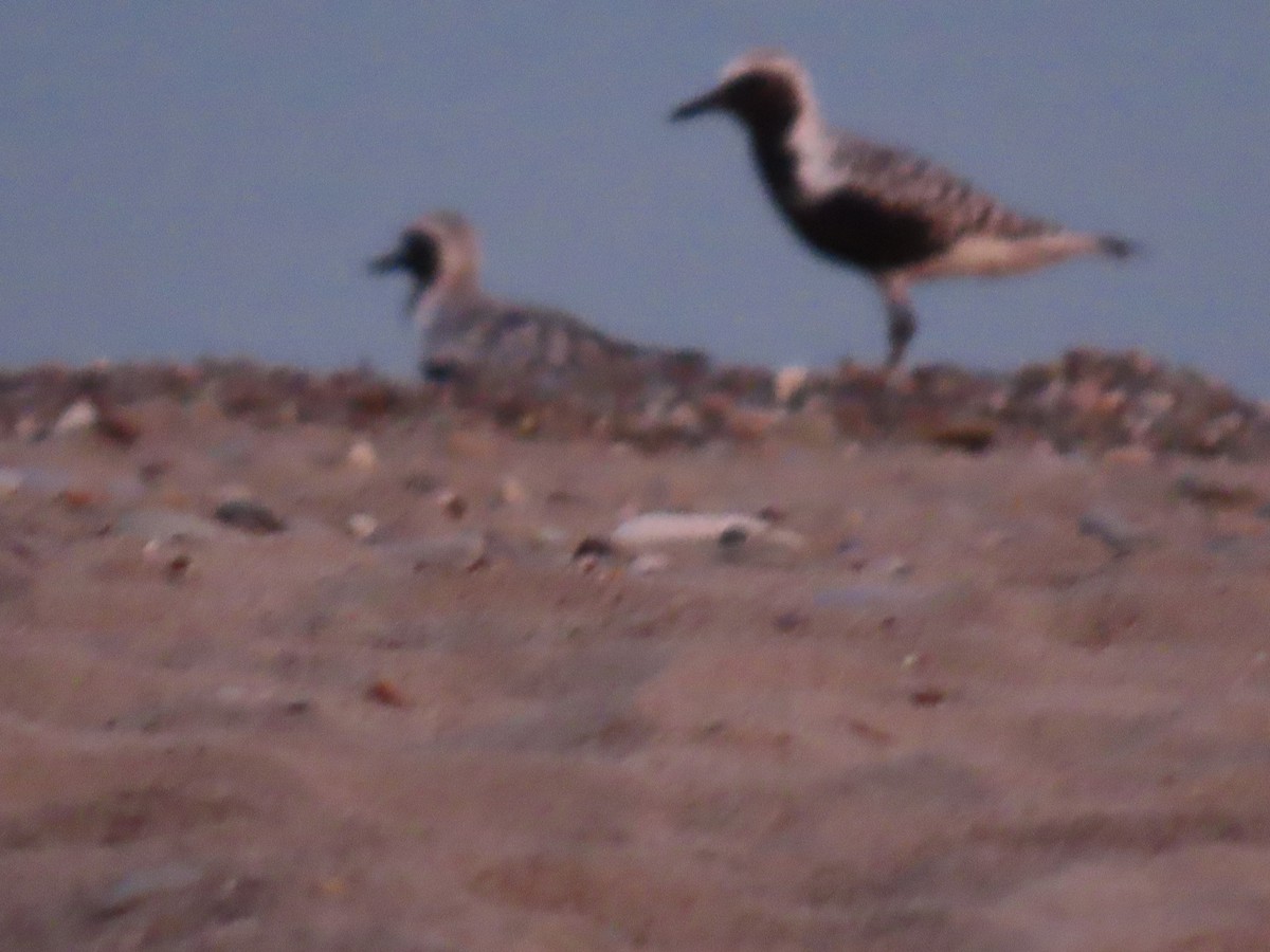 Black-bellied Plover - ML619343003