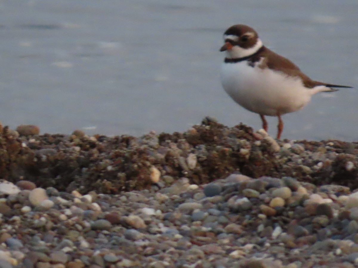 Semipalmated Plover - dave chase