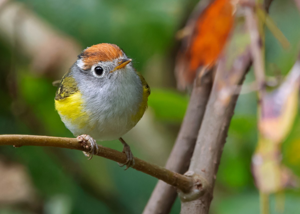 Chestnut-crowned Warbler - Ayuwat Jearwattanakanok