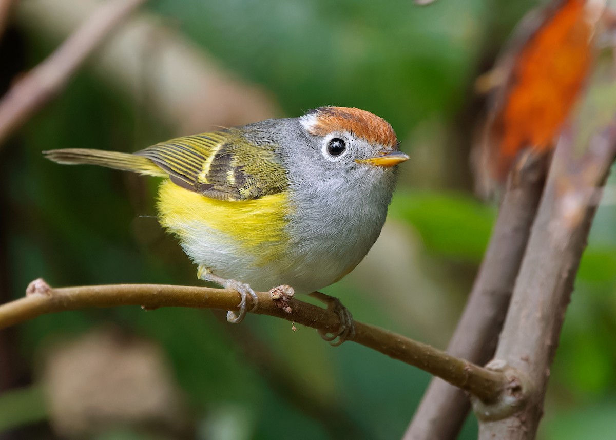 Chestnut-crowned Warbler - Ayuwat Jearwattanakanok